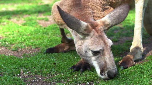 Espèce animale indigène d'Australie, plan rapproché d'un kangourou en train de chercher de la nourriture dans un pâturage verdoyant, mangeant des aliments frais