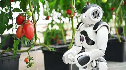 Humanoider Roboter bewegt sich in der Nähe von Tomatenreihen in einer Gewächshausfarm