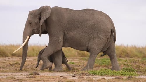 Baby Elephant Walking Securely Among Adult Giants