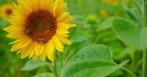 Bees Pollinating Sunflowers in a Rural Flower Field