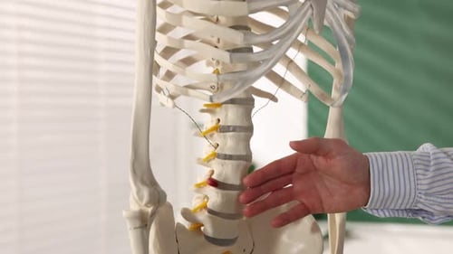 Demonstrating Human Anatomy with Anatomical Skeleton Model