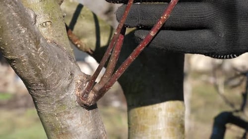 14, The gardener cuts the extra branches of the fruit tree with secateurs. Gardening concept