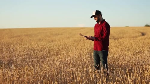 Farmer Using Tablet in Golden Wheat Field