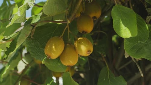 Ripe kiwi fruits on a kiwi plant on a sunny summer day.