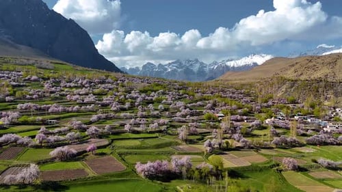 Spring Bloom in Skardu Valley