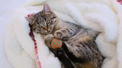 Katzenspielzeug Lustiges Kätzchen liegt in einer weichen Decke und spielt mit einem Spielzeug. Gemütliches süßes Video mit einem Haustier.