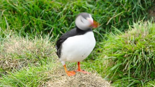 Atlantic Puffin or Common Puffin or Fratercula Arctica in Iceland on Cliff Top in Spring Iceland's