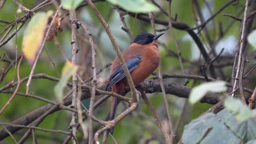 Rufous-bellied Niltava Perched on a Tree Branch