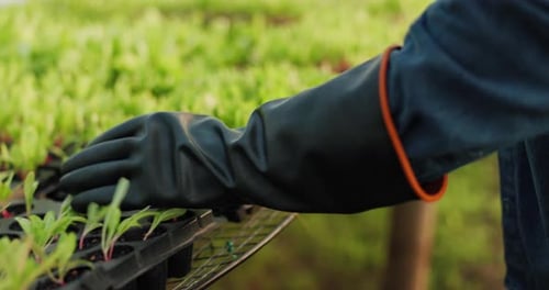 Agriculture plants, hands and person walking, check leaves growth or inspection of farm production