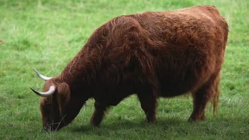 Big Highland Cattle Cows Graze On A Summer Pasture Green Grass.