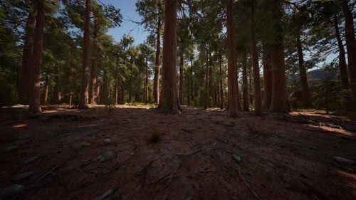 Huge Redwoods Located at the Sequoia National Park