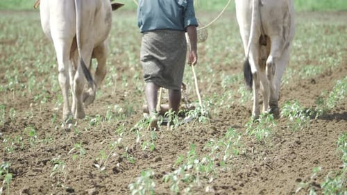 Effizienz in der Landwirtschaft — Eine Reise in die Welt des traditionellen Pflügens
