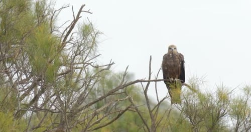 Brown Hawk Perched Calmly on a Tree Branch