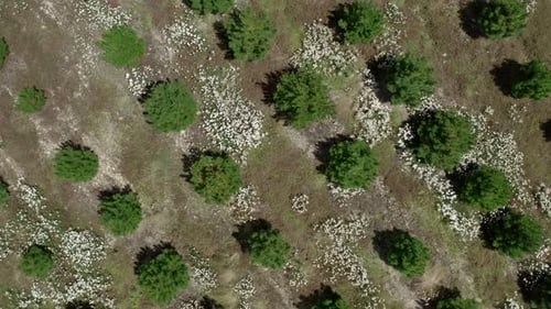 Birds Eye Aerial View of Green Forest and Flowers