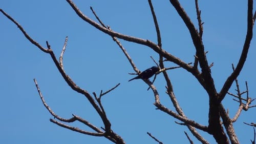 Shiny Cowbird Bird in Nature