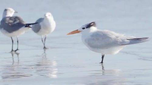 royal tern with seagulls fighting in background at beach ocean