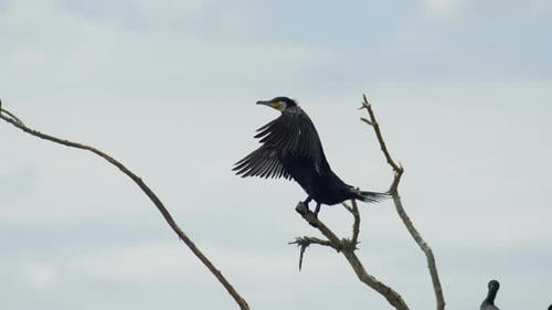 Erwachsener Kormoran, der auf einem Ast sitzt und seine Flügel ausbreitet, Kerkini-See, Griechenland