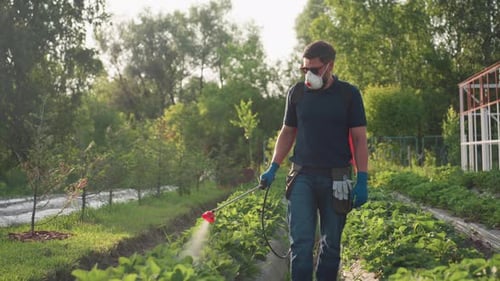 Adult Man Spraying Plants in Garden with Backpack Sprayer
