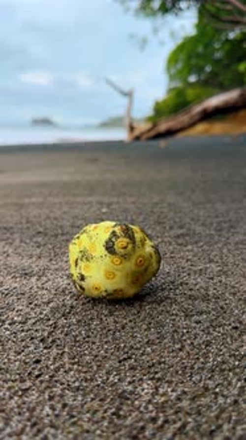 Noni-Frucht ruht am dunklen Vulkansandstrand in Costa Rica.