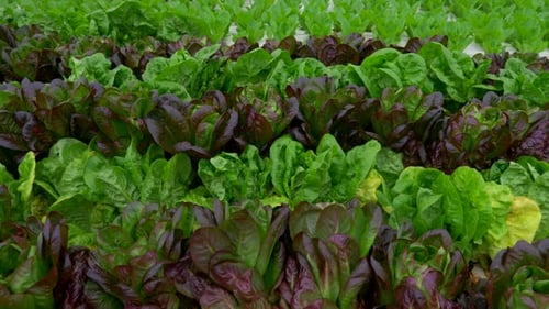 Green leafy Lettuce plants in an Hydroponic growing setting
