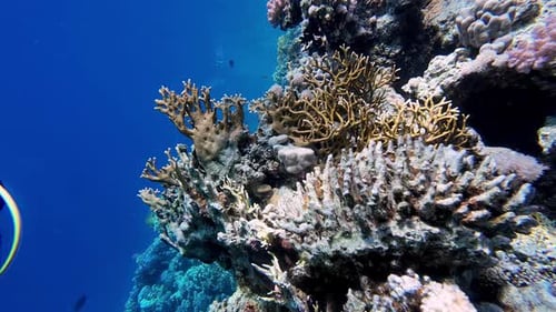 Close Up Underwater Shot of Coral Reefs in Blue Tropical Sea Water