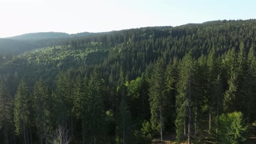 Lush green forest stretching over rolling hills in daylight with dense trees and vibrant foliage
