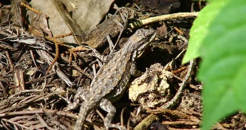 Vidéo statique en gros plan d'un lézard non identifié.