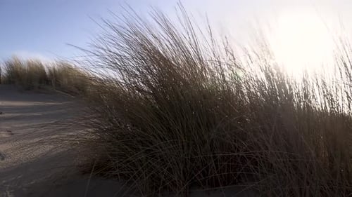 Beach Dune Grass Blowing Gently in the Wind