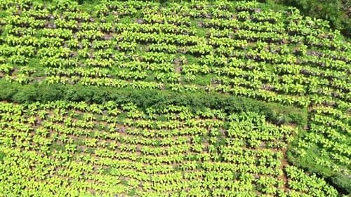 Aerial view of rows of crops on a field, China.