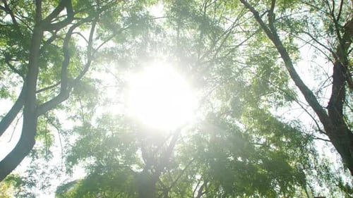Bright Sun Shot Between Large Trees