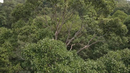 Aerial drone ascending up a tropical big tree shot of lush green tropical exotic rain forest jungle