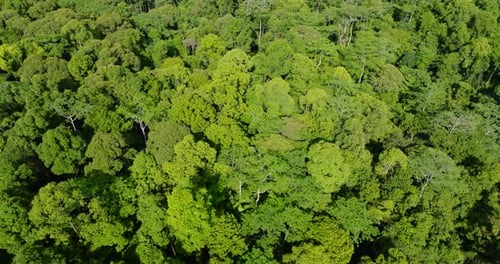 Tropical Mountain in the Philippines