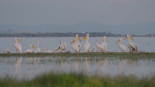 Peaceful Pelicans Gathering Along Lake Shore