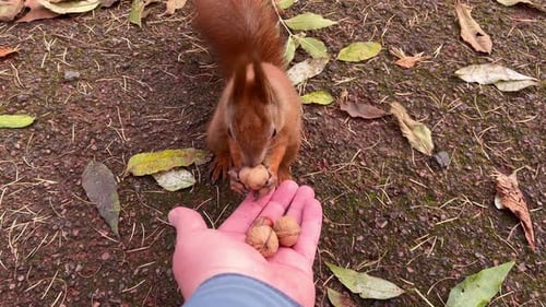 A brown squirrel takes a walnut from a woman's palm in an autumn park.