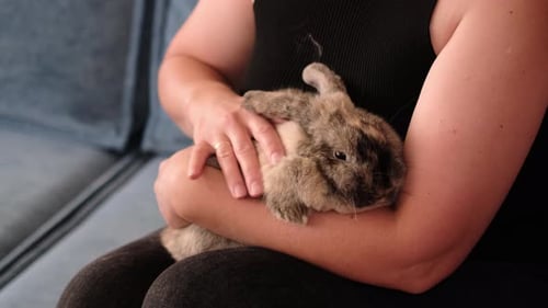 Woman Cradling a Rabbit, Close Up in Home