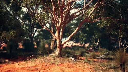 A Majestic Tree Standing Tall in the Heart of a Lush Forest