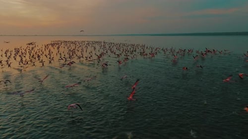 Aerial view of flamingos in water at sunset, India.