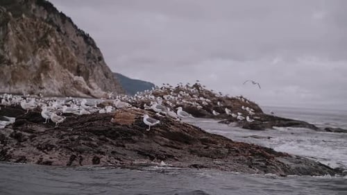 Seagull Rock Küstenvogel, der auf einem Felsen steht