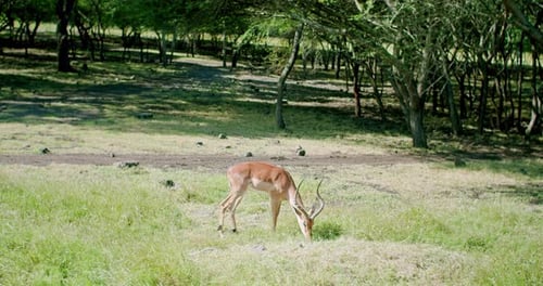Foto estática de una fabulosa gacela pastando hierba verde en el bosque, Mauricio, África