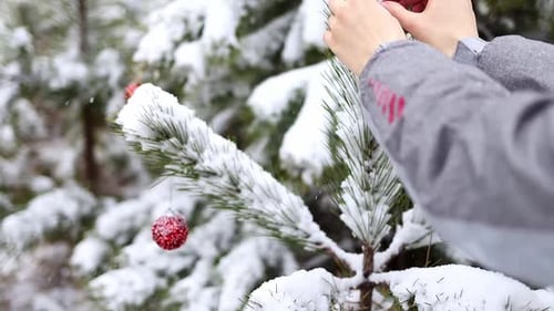 A woman's hand decorates a snowy Christmas tree with a red ball in the forest during a snowfall