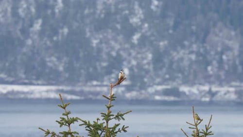 Female Eurasian Bullfinch Bird Sit On The Branch Of Conifer. Selective Focus Shot