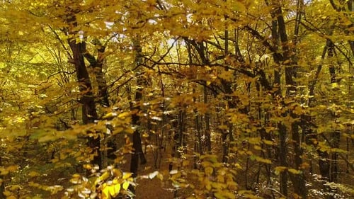 Flying Up Among the Autumn Trees in the Forest