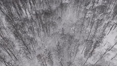 Aerial view of a dense forest blanketed in fresh snow during winter. Tall evergreen and bare
