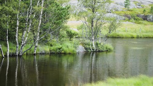 A still shallow river. Tall grass and birch trees on the banks. Slow-motion, pan follow.