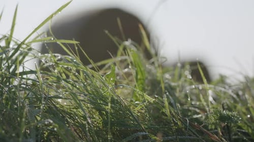 A static close up of the wet grass next to a field of hay bales after sunrise.