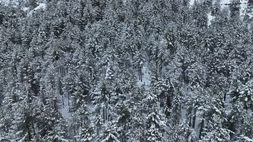 Aerial View of a Frozen Forest with Snow Covered Trees at Winter