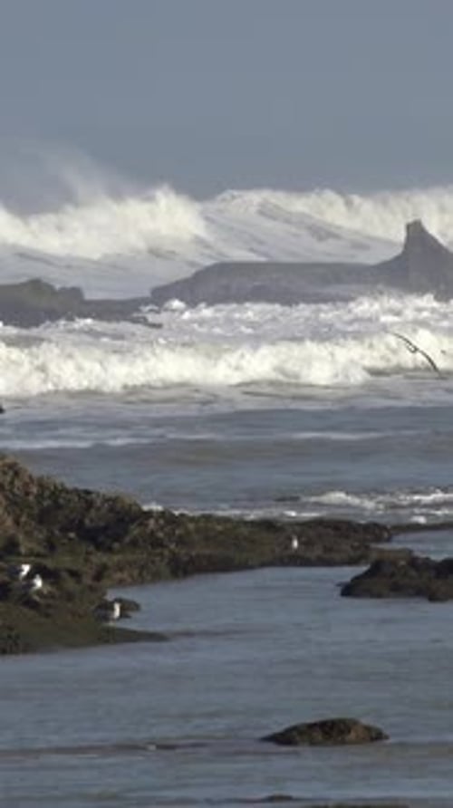 Seagulls and Big Ocean Waves