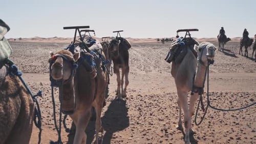Kamelkarawane, die durch die extreme und tödliche Sahara-Wüste reist, Handaufnahme