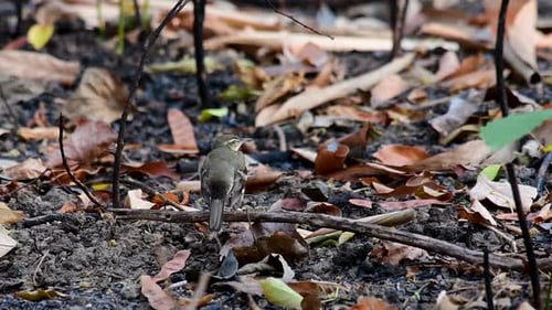 The Forest Wagtail is a passerine bird foraging on branches, forest grounds, tail wagging constantly