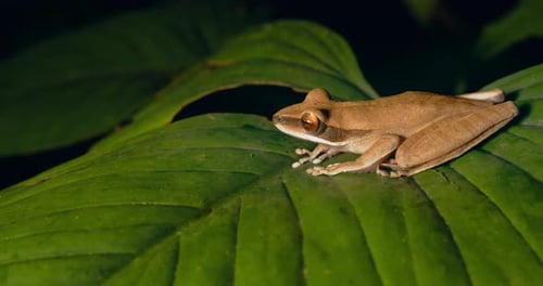 Seitwärtsstellung eines sitzenden braunen Laubfrosches auf einem breiten Blatt im Wald bei Nacht mit großem Bulgin
